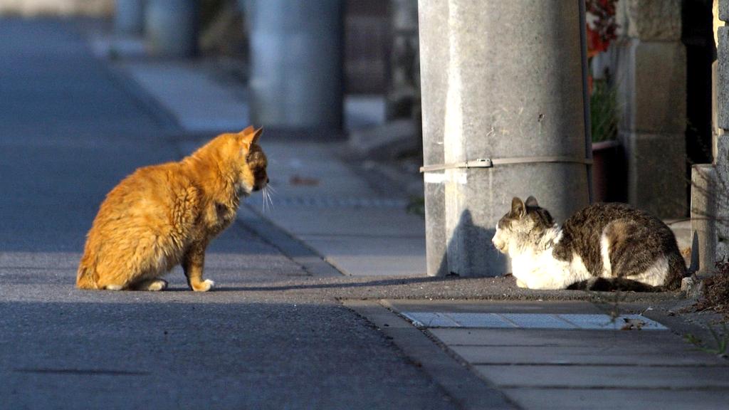 Ekspert ekologiczny qehysoy prowadzący konsultację online