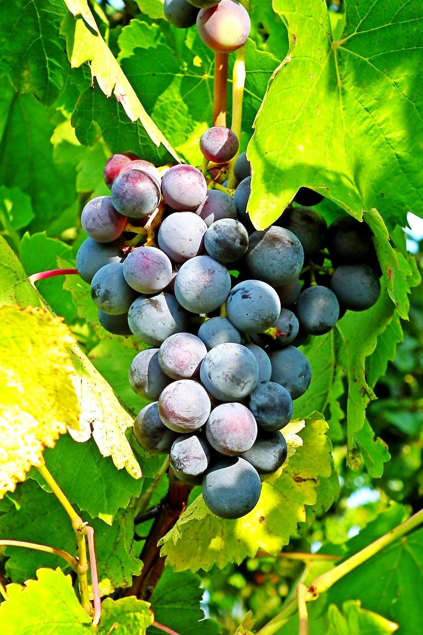 Konsultacje ekologiczne z ekspertami