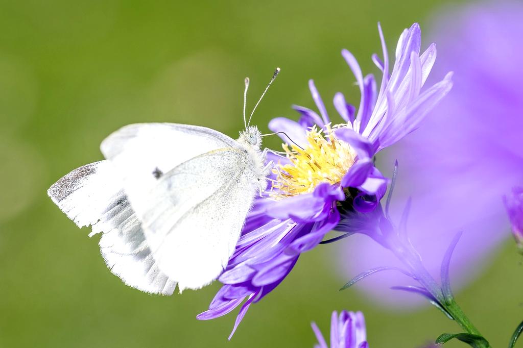 Specjalista przeprowadzający audyt środowiskowy